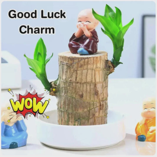 Brazilian Lucky Wood Mini Home Plant Decorations